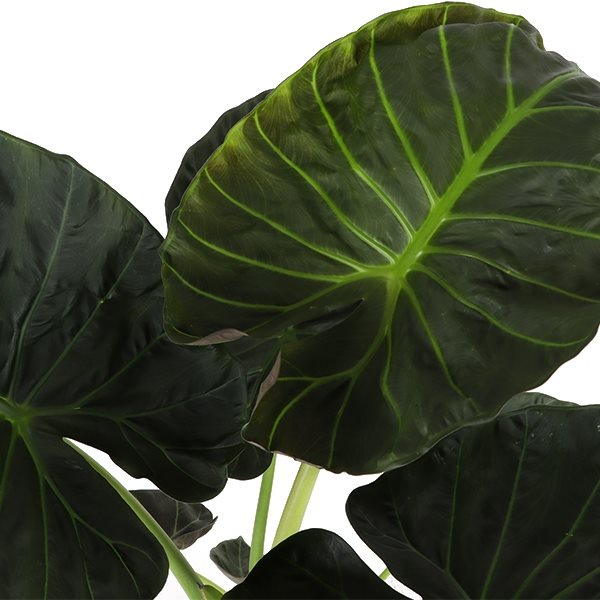 Alocasia 'Regal Shields' / P35