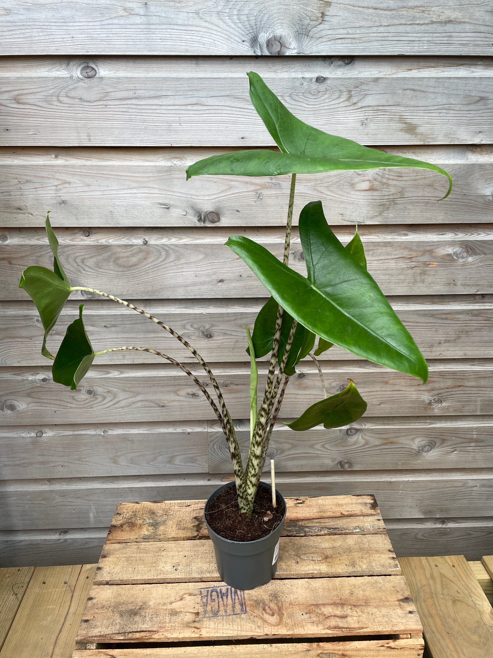 Potted plant alocasia zebrina on a wooden surface with a wooden panel background