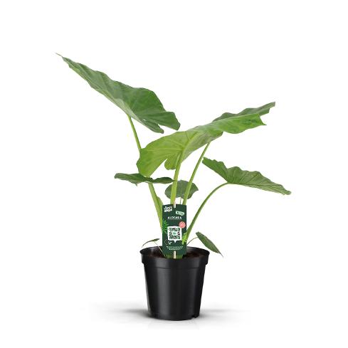 Alocasia macrorrhiza / P35-Easy Garden Centre