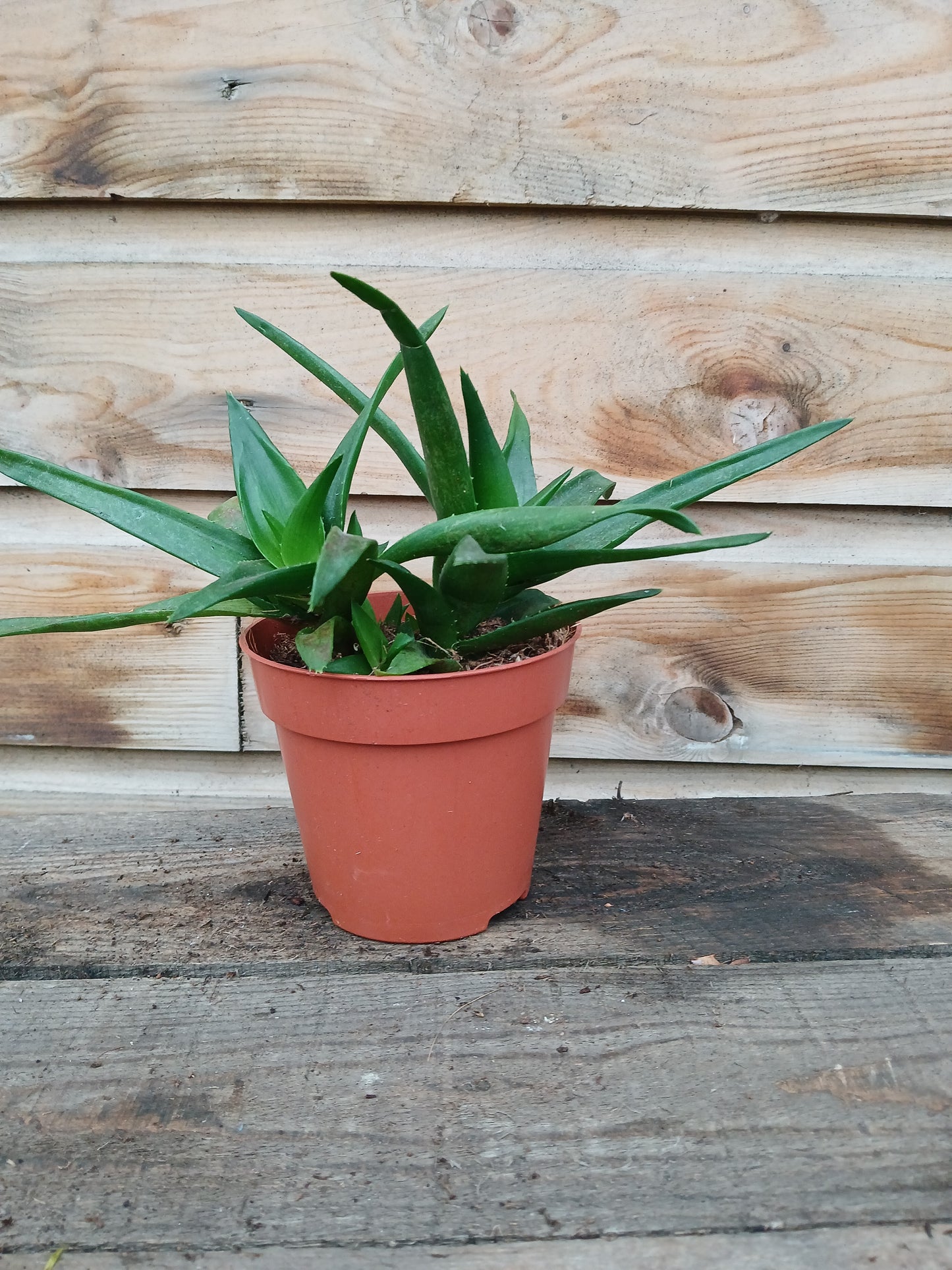 Aloe - Haworthia mix / P12-Easy Garden Centre