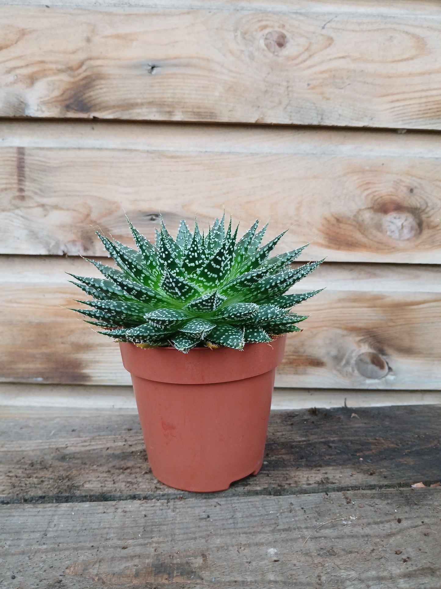 Aloe - Haworthia mix / P12-Easy Garden Centre