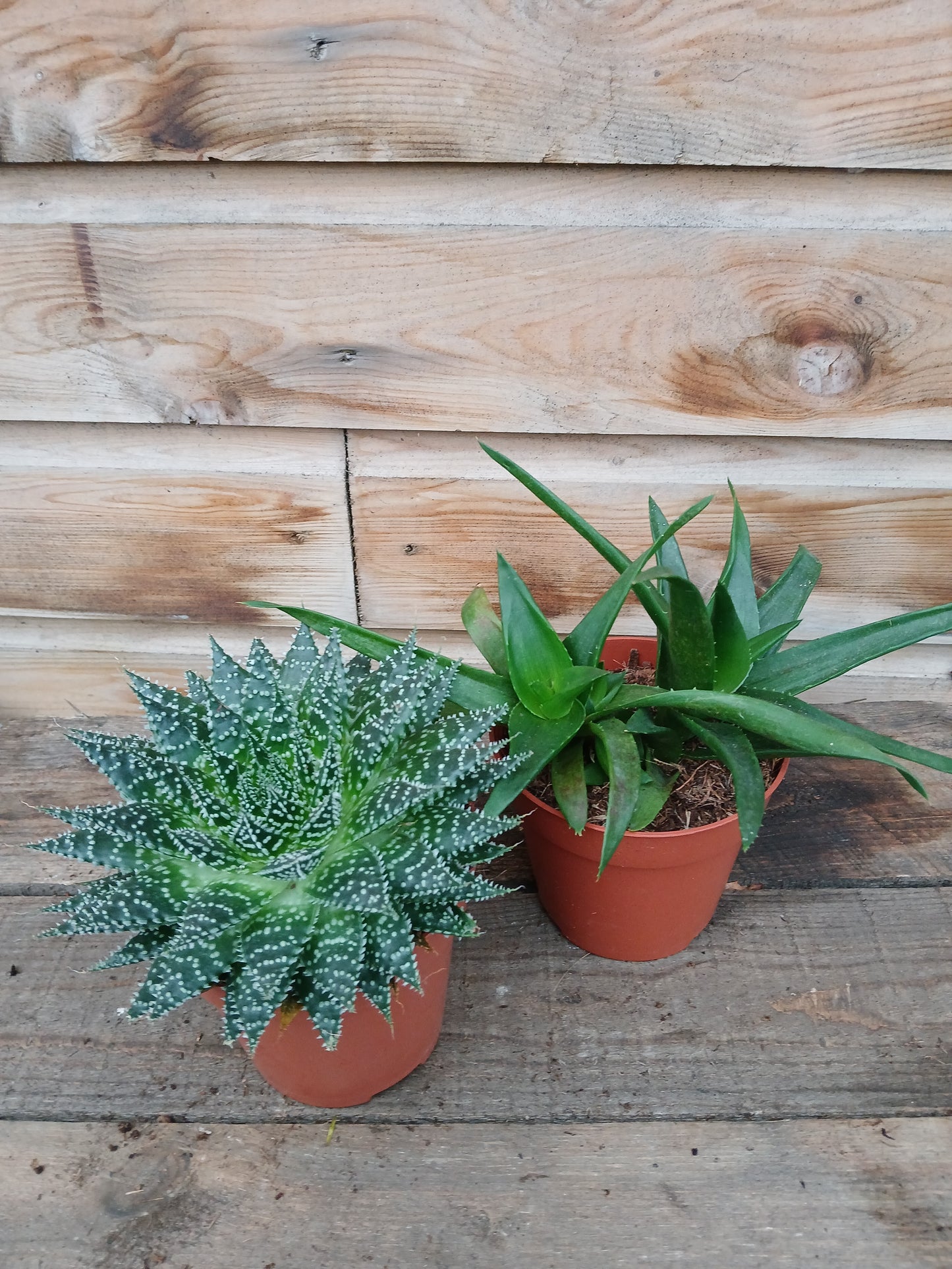 Aloe - Haworthia mix / P12-Easy Garden Centre