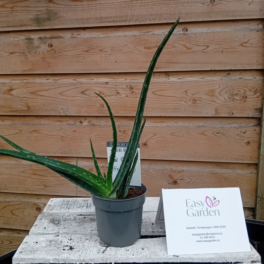 Aloe vera / P10.5-Easy Garden Centre