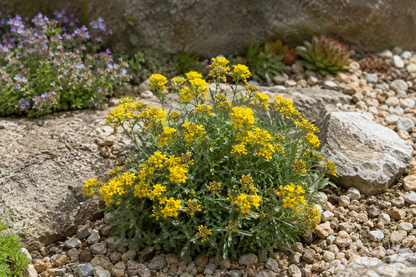 Alyssum montanum 'Berggold' / 9Cm