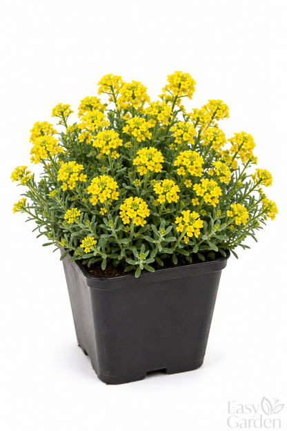 Alyssum montanum 'Berggold' / 9Cm