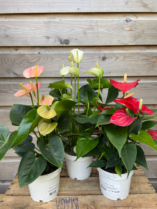 Potted Anthurium plant with red, yellow, and pink flowers on a wooden surface