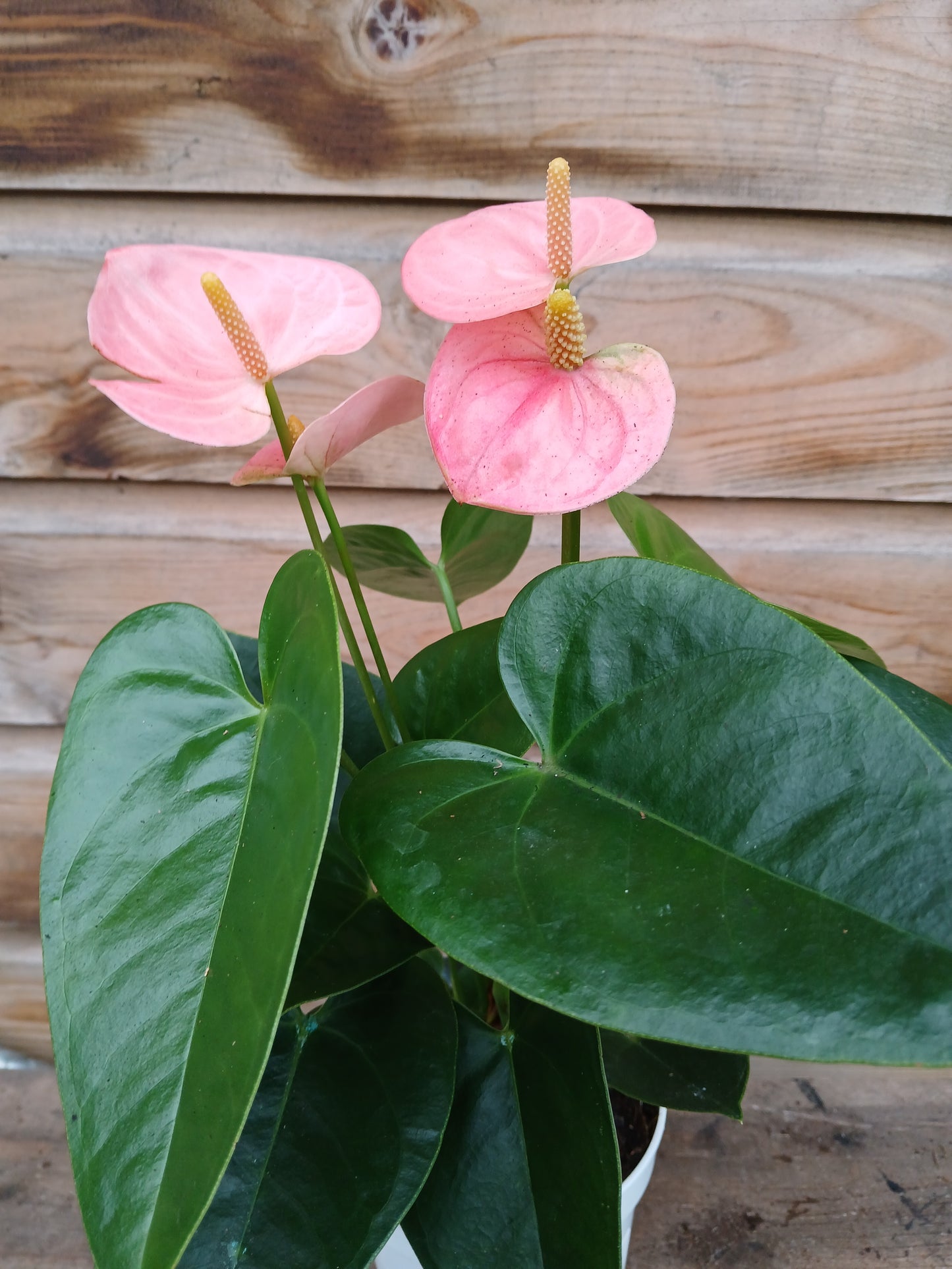 Anthurium 'Champion' 3 clr.mix / P12-Easy Garden Centre