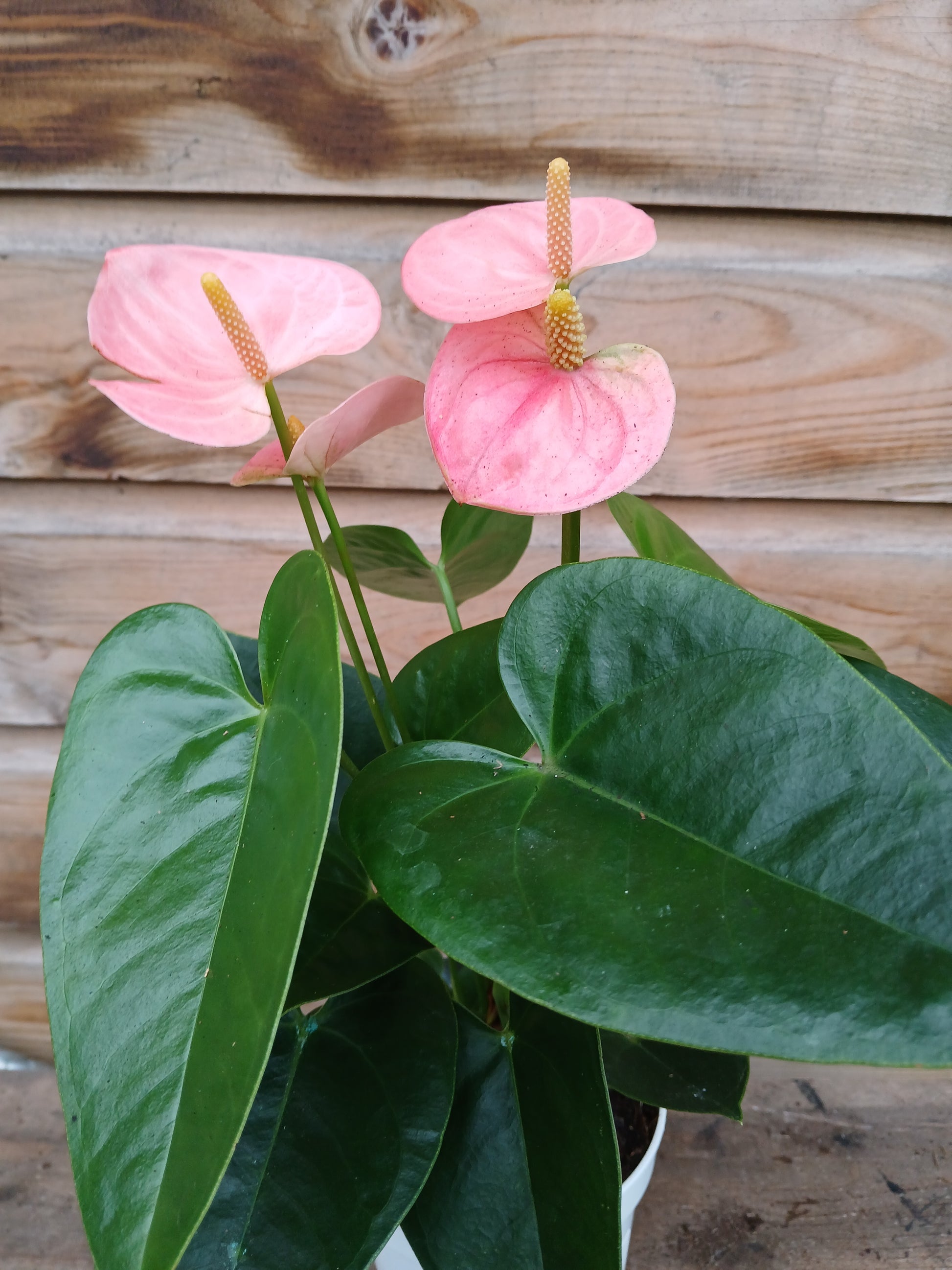 Anthurium 'Champion' 3 clr.mix / P12-Easy Garden Centre