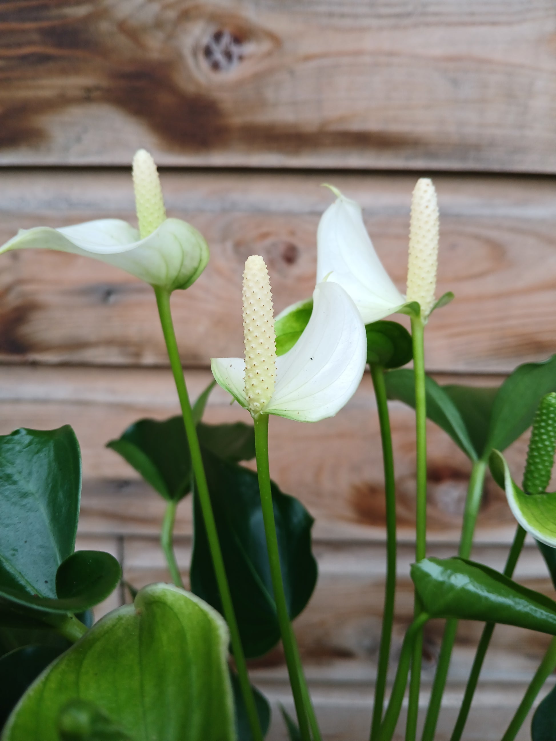 white champion anthurium Anthurium 'Champion' 3 clr.mix / P12 – Easy Garden Centre