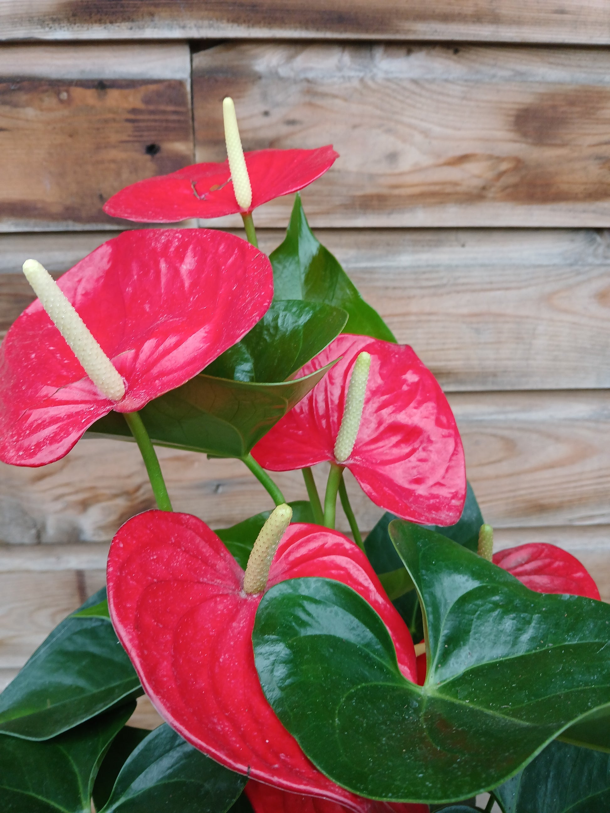 Anthurium 'Champion' 3 clr.mix / P17-Easy Garden Centre