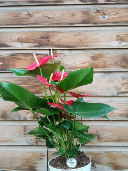 Anthurium 'Champion' 3 clr.mix / P17-Easy Garden Centre