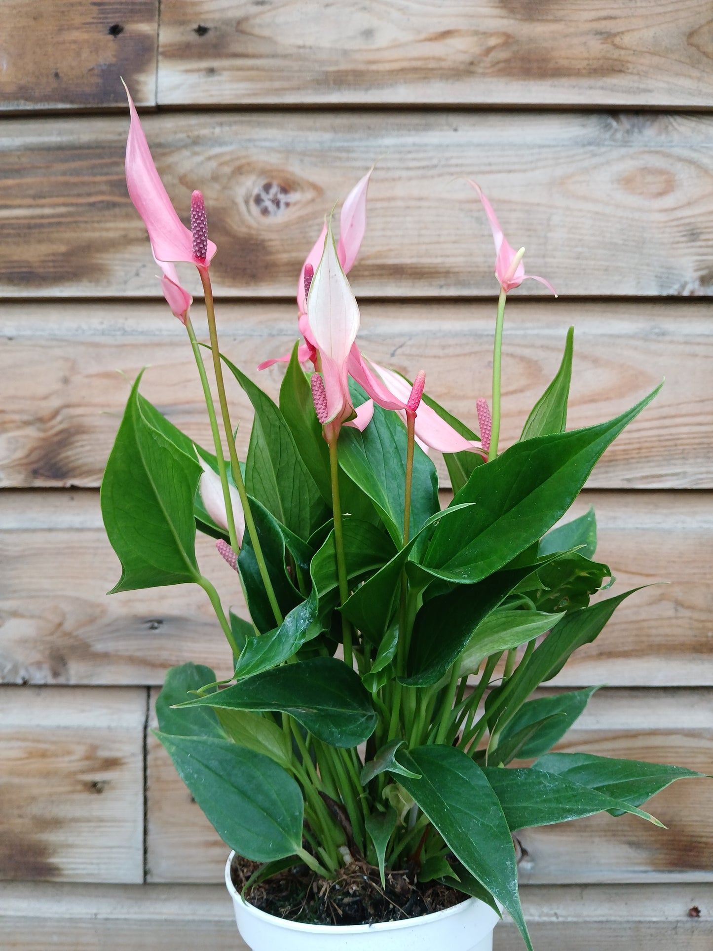 Anthurium and. 'Lilli' / P12-Easy Garden Centre