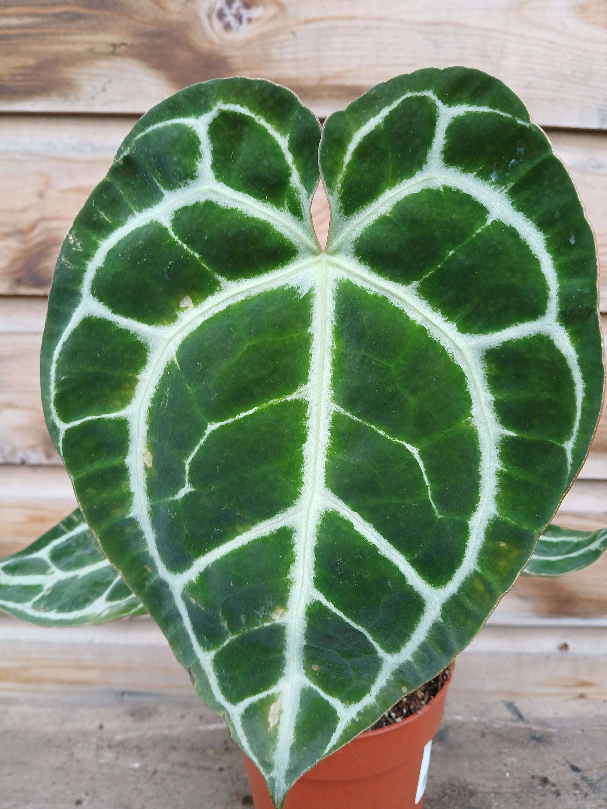Anthurium crystallinum / P12-Easy Garden Centre