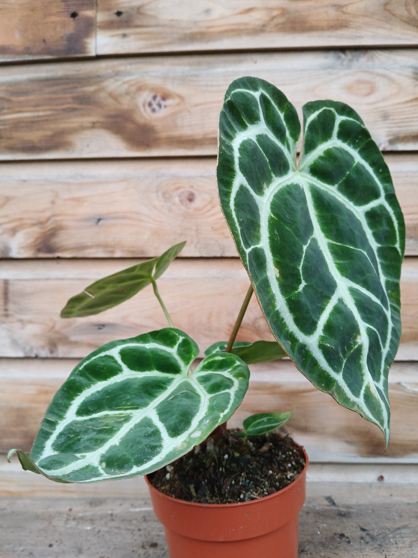 Anthurium crystallinum / P12-Easy Garden Centre