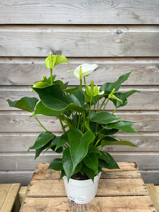 anthurium