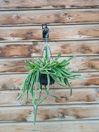 Aporocactus mix / P14, hanging pot-Easy Garden Centre