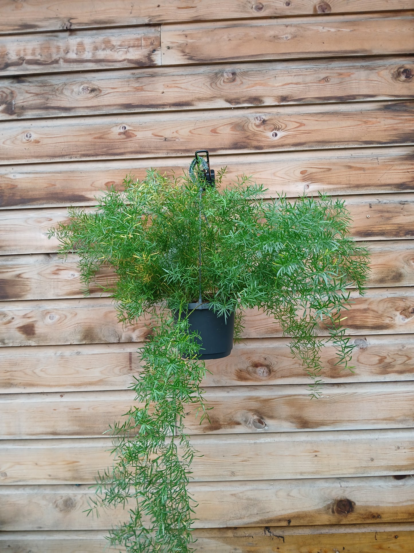 Asparagus dens. 'Sprengeri' / P18, hanging pot-Easy Garden Centre