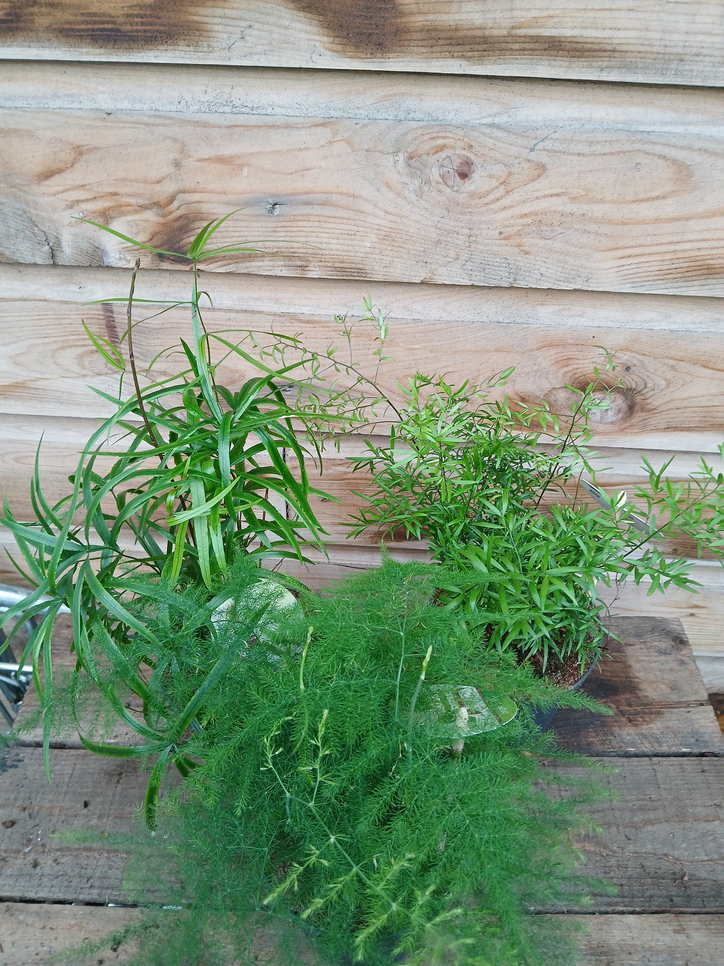 Asparagus mix / P12-Easy Garden Centre