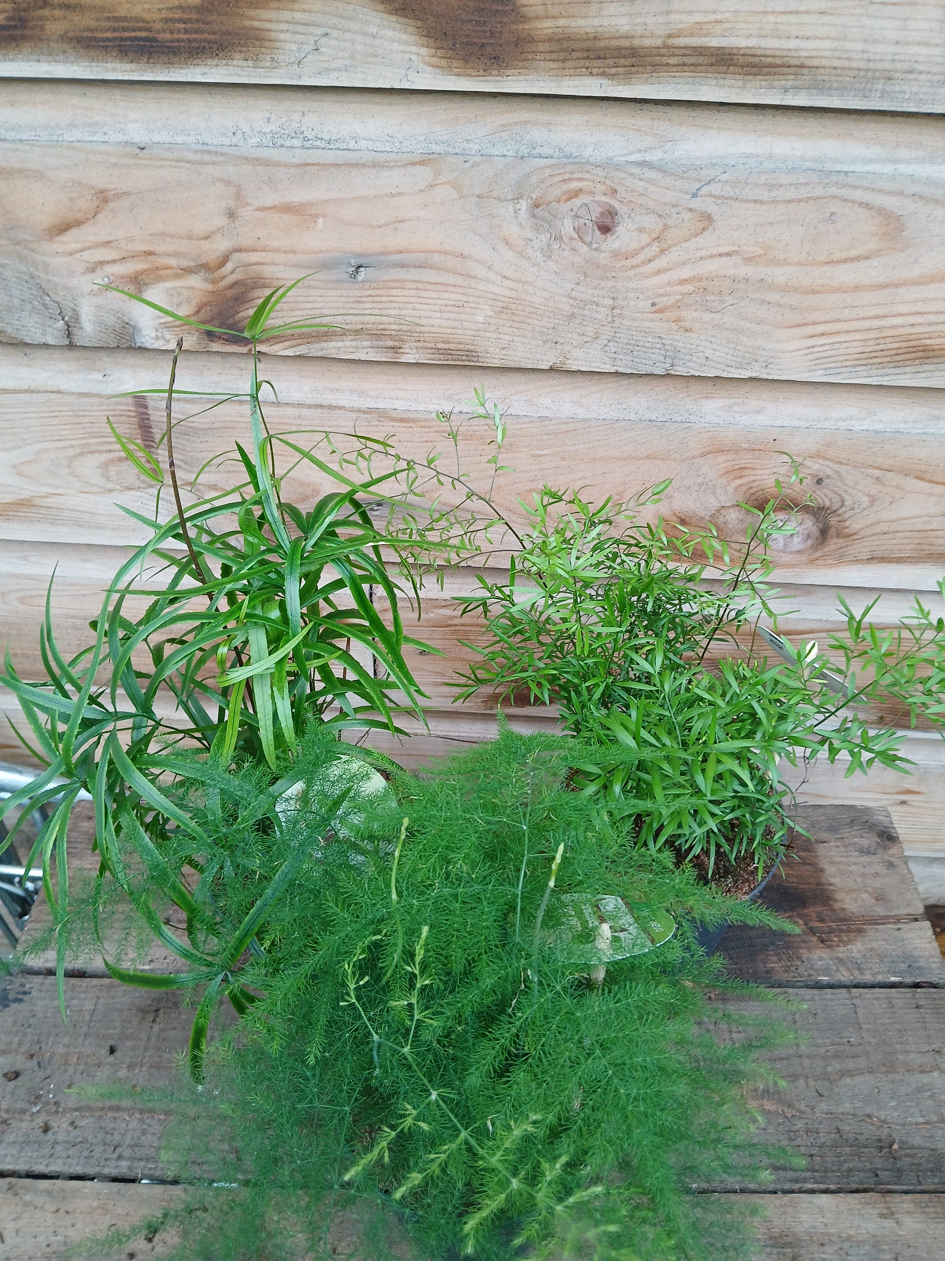 Asparagus mix / P12-Easy Garden Centre