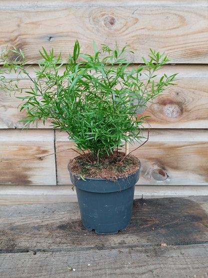 Asparagus mix / P12-Easy Garden Centre