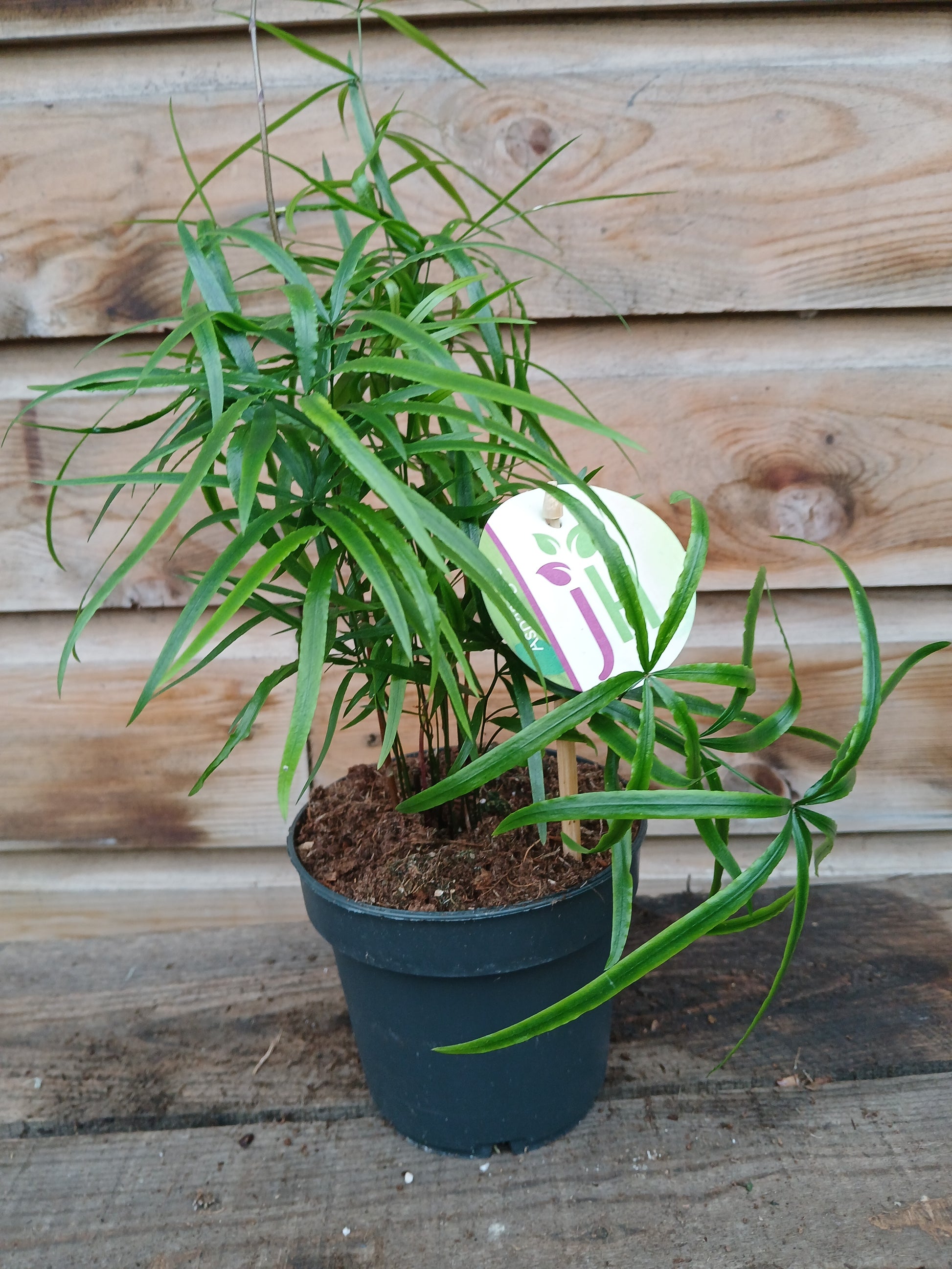 Asparagus mix / P12-Easy Garden Centre