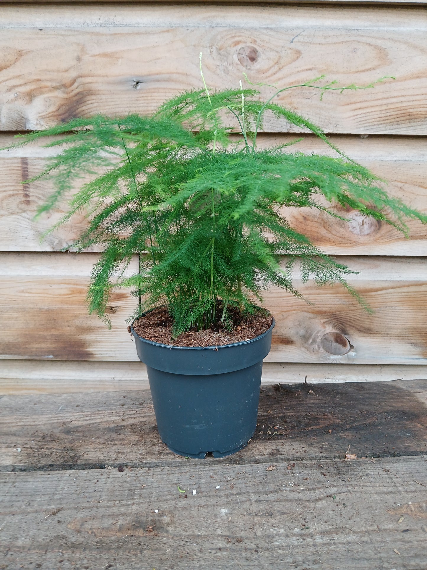 Asparagus mix / P12-Easy Garden Centre