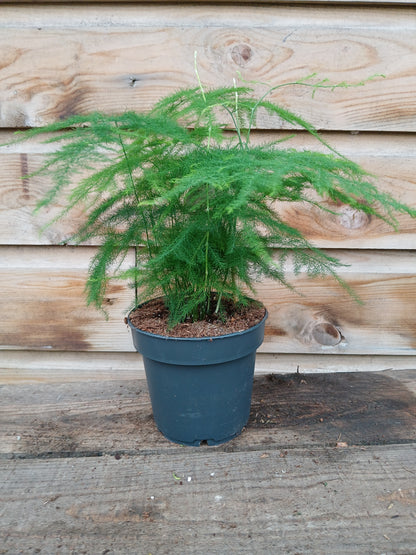 Asparagus mix / P12-Easy Garden Centre