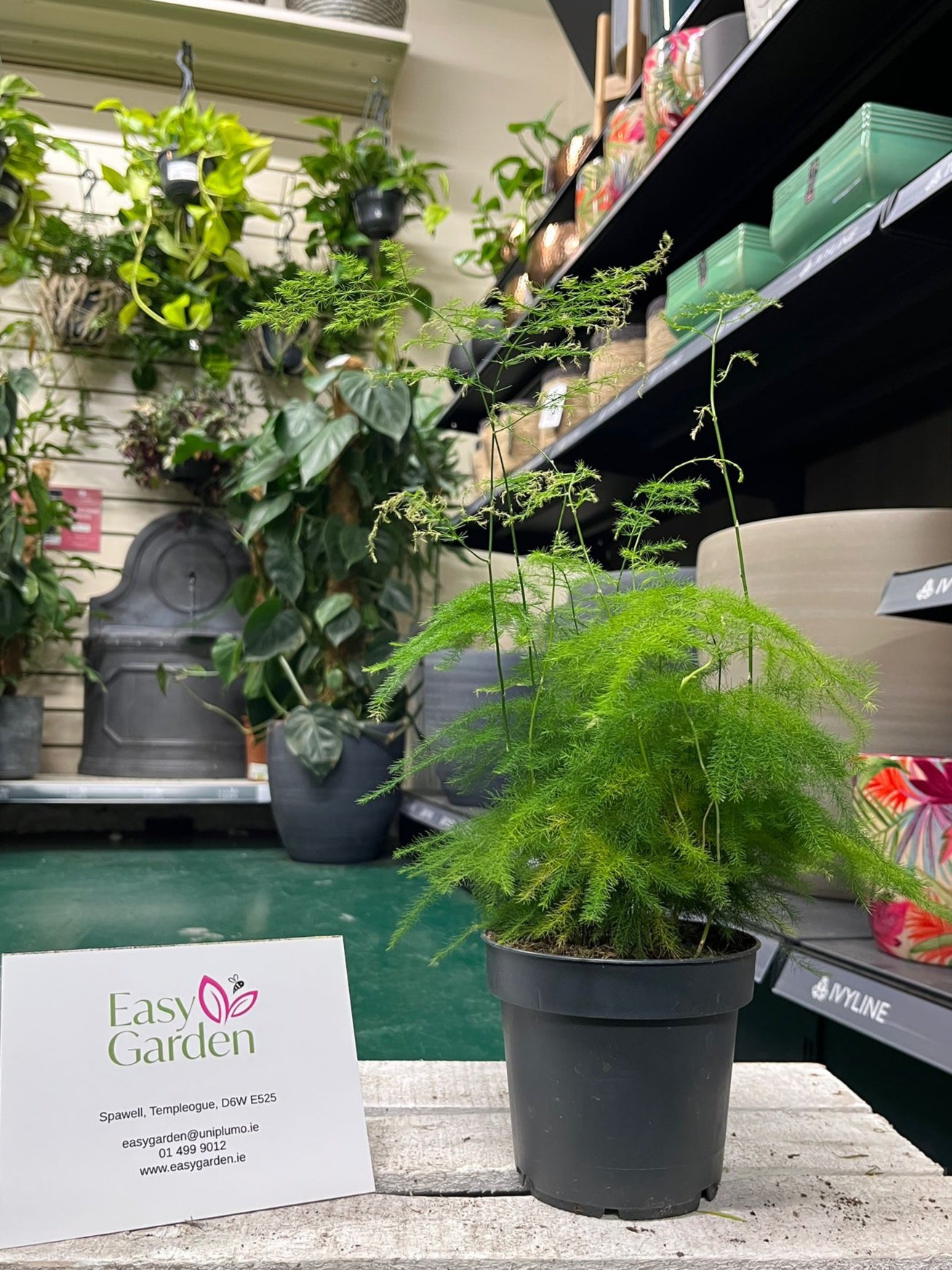 Asparagus mix / P12-Easy Garden Centre