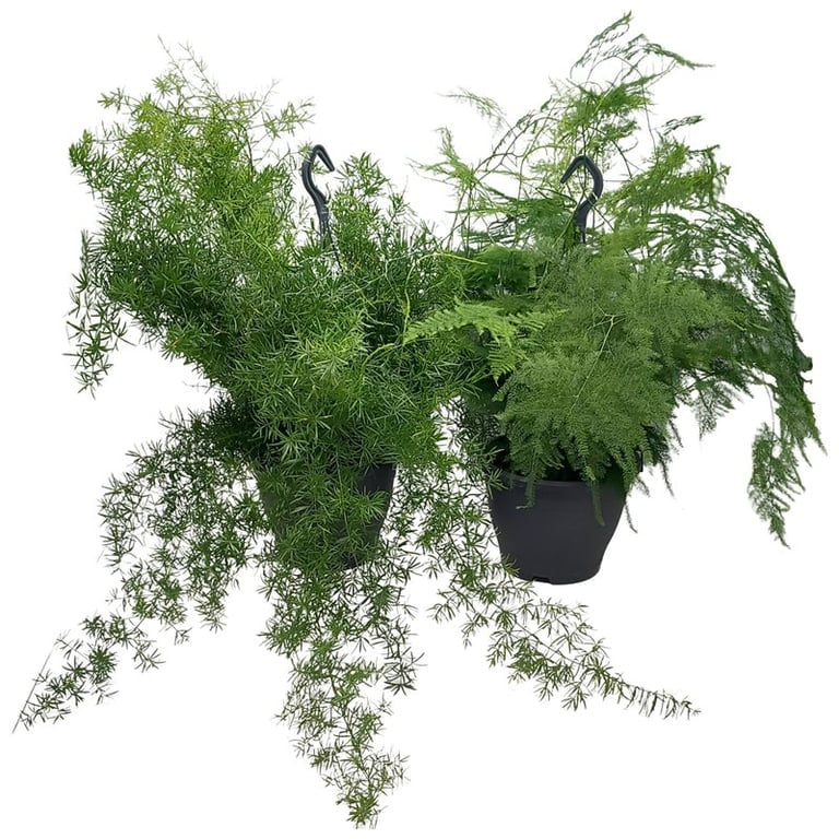 Asparagus mix / P19, hanging pot