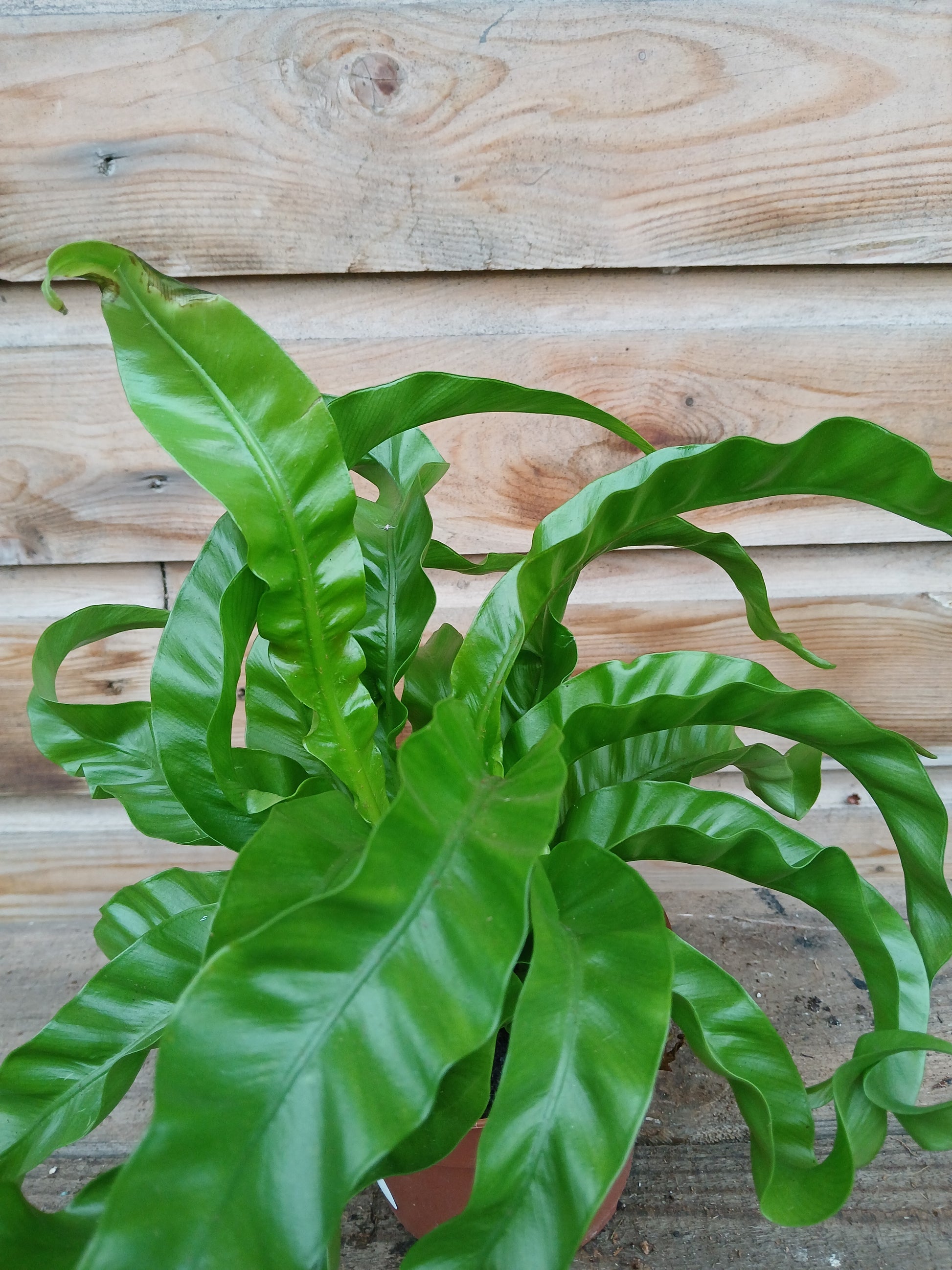 Asplenium ant. 'Hurricane' / P12-Easy Garden Centre
