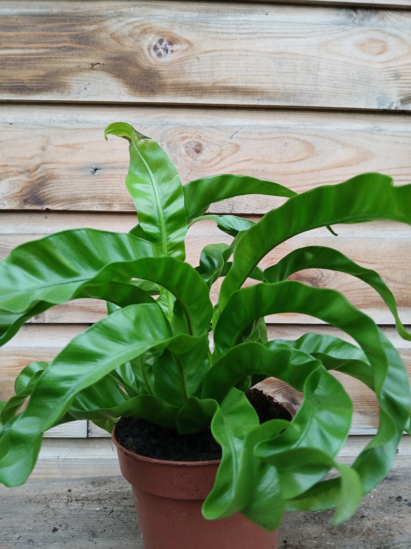 Asplenium ant. 'Hurricane' / P12-Easy Garden Centre