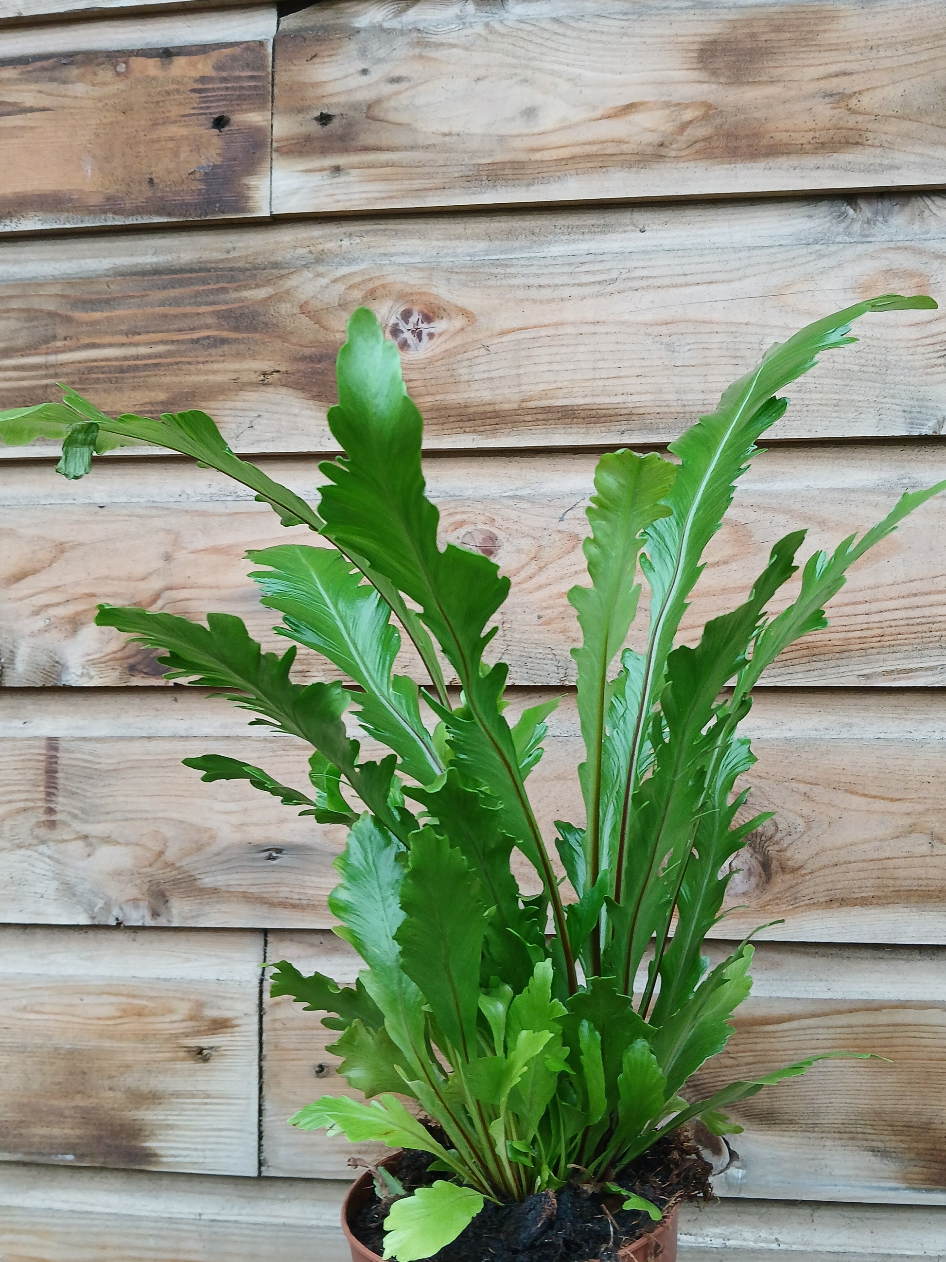 Asplenium nidus 'Campio' / P12-Easy Garden Centre