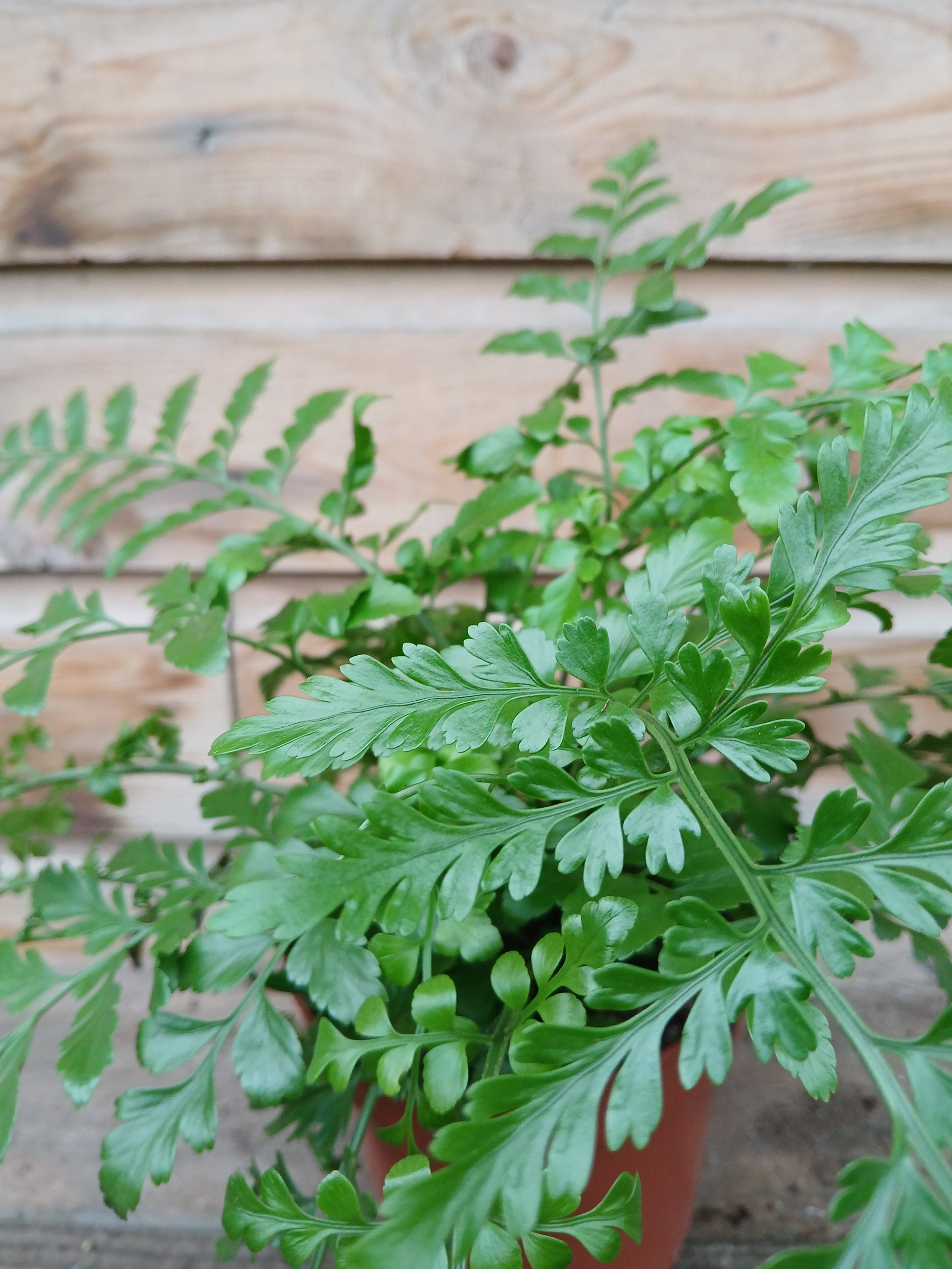 Asplenium parvati / P12-Easy Garden Centre