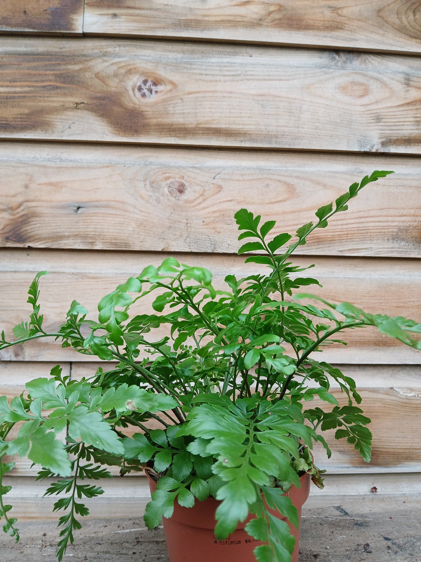 Asplenium parvati / P12-Easy Garden Centre