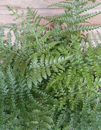 Asplenium parvati / P23-Easy Garden Centre