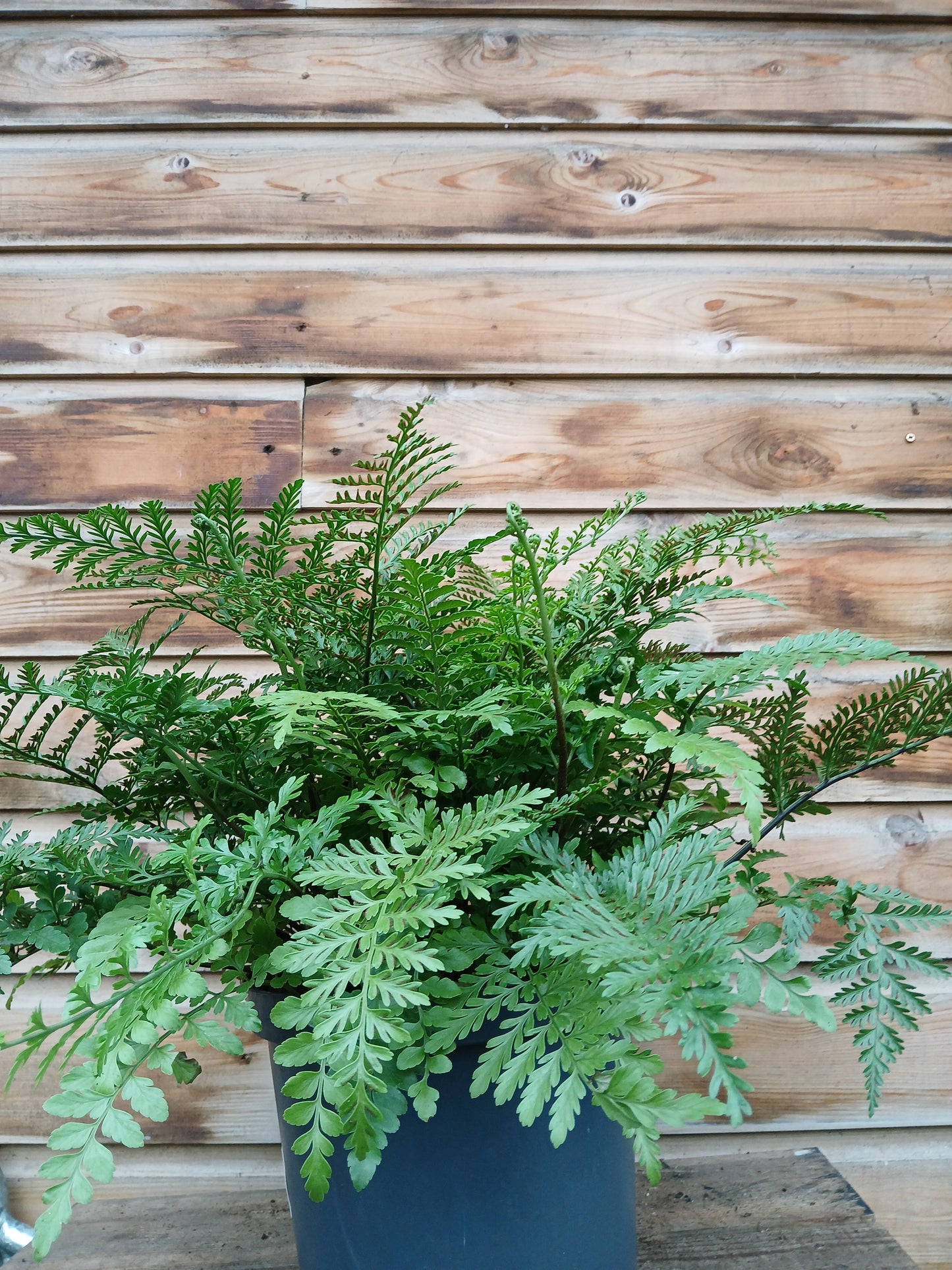 Asplenium parvati / P23-Easy Garden Centre