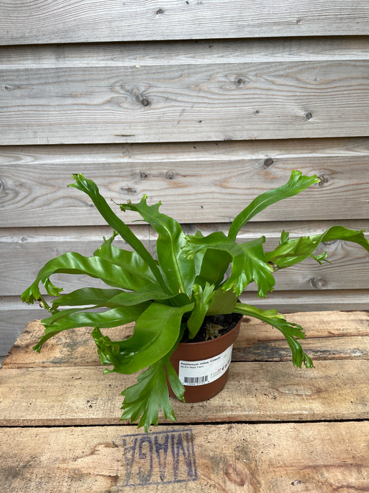 Green fern asplenium nidus crissie on a wooden surface