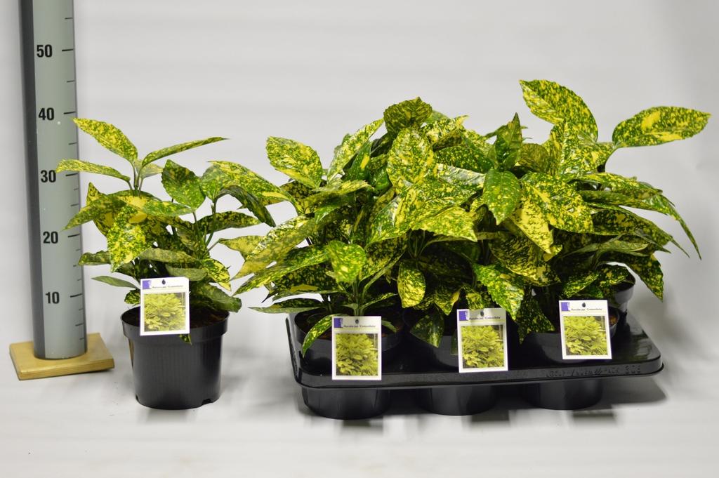 Aucuba jap. Crotonifolia / 2ltr