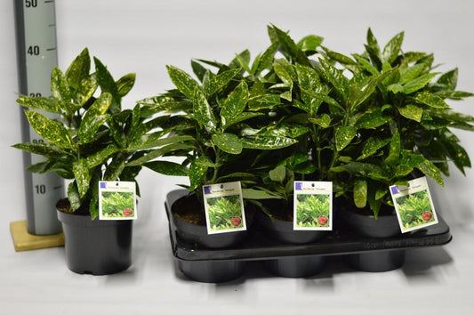 Aucuba jap. Variegata / 2ltr