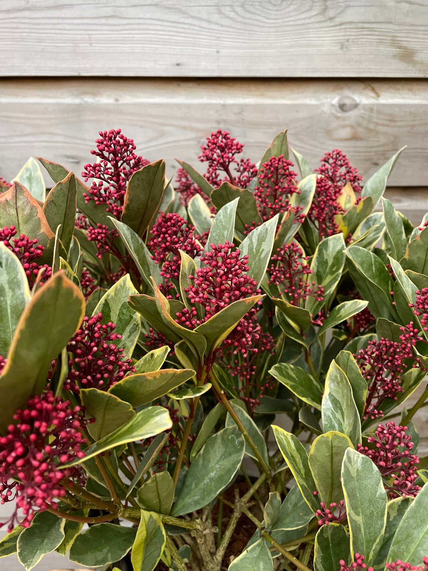 Skimmia jap. Perosa / P23 (5 Ltr) / 30/FLOWERS