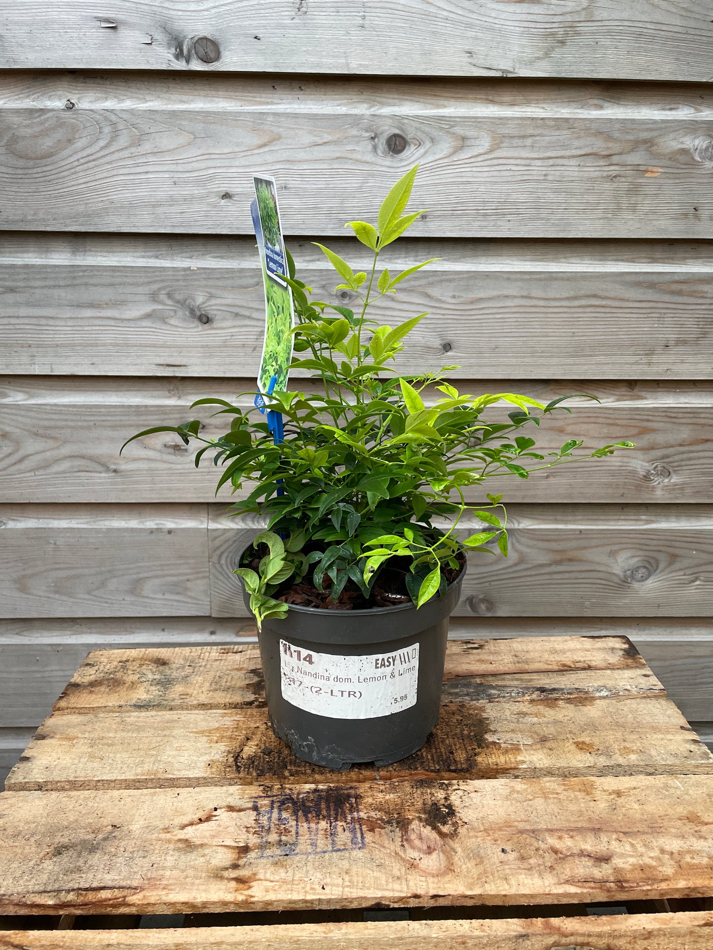 Nandina dom. Lemon & Lime / P17 (2 Ltr)