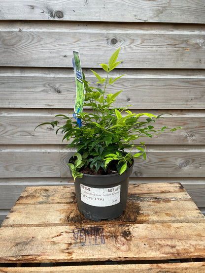 Nandina dom. Lemon & Lime / P17 (2 Ltr)