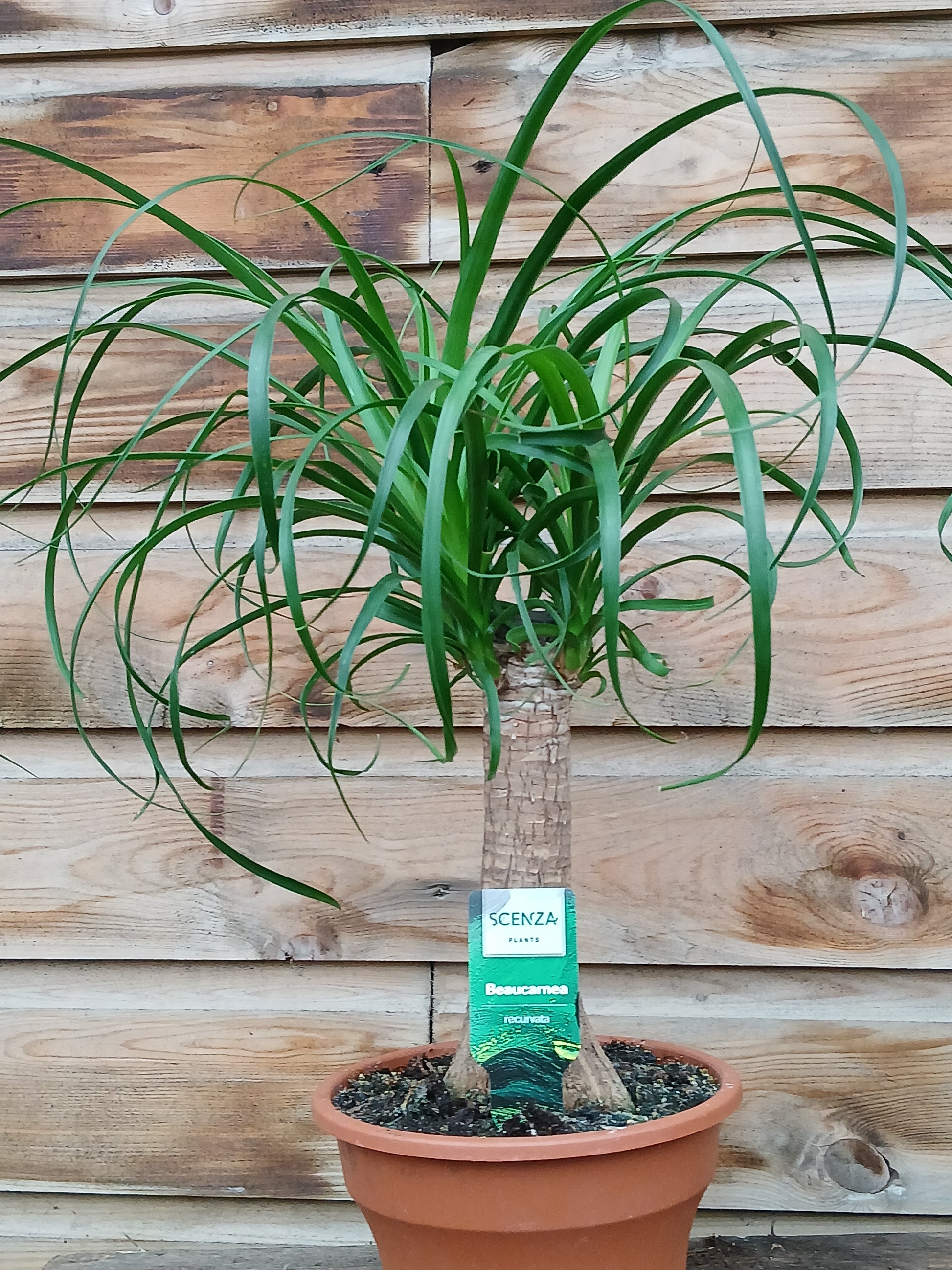 Beaucarnea(Nolina) recurvata / P19-Easy Garden Centre