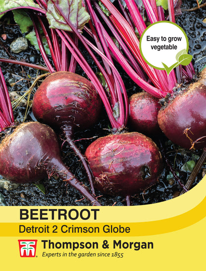 Beetroot Detroit 2 Crimson Globe