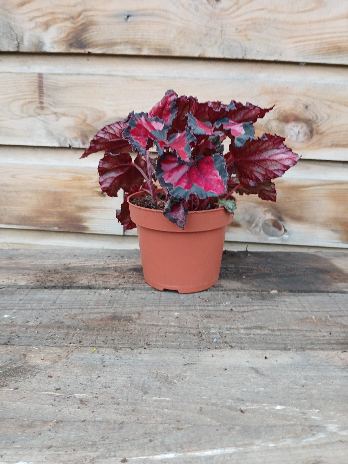 Begonia Beleaf mix / P12-Easy Garden Centre