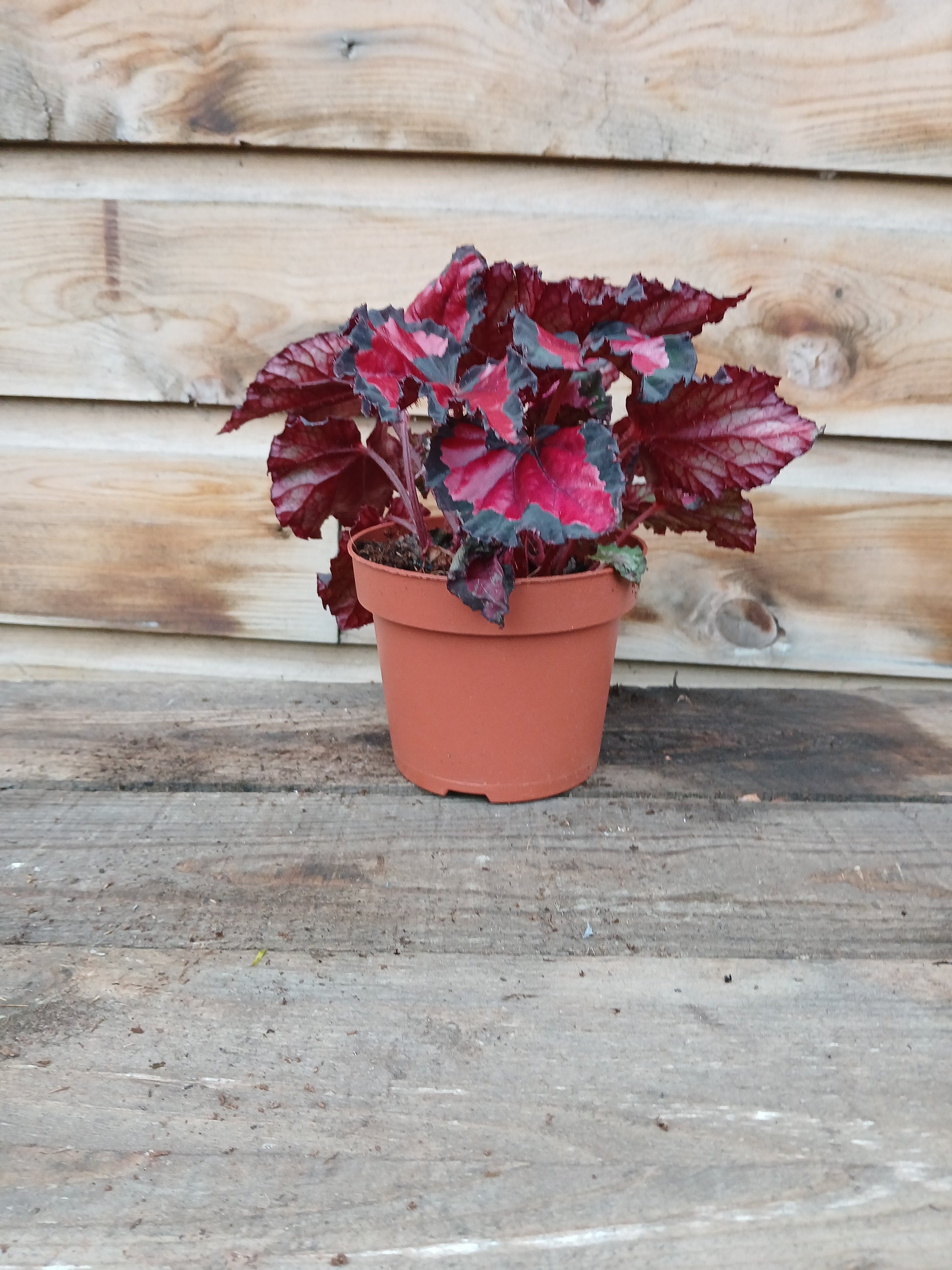 Begonia Beleaf mix / P12-Easy Garden Centre