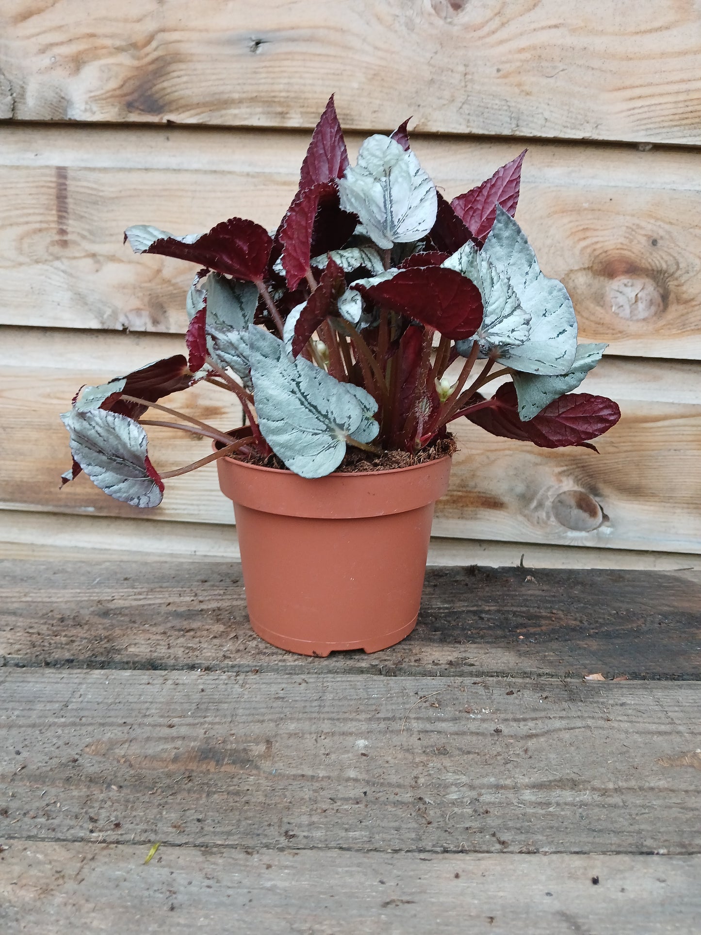 Begonia Beleaf mix / P12-Easy Garden Centre