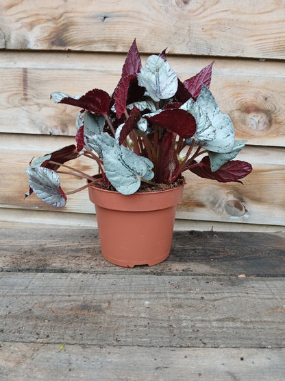 Begonia Beleaf mix / P12-Easy Garden Centre