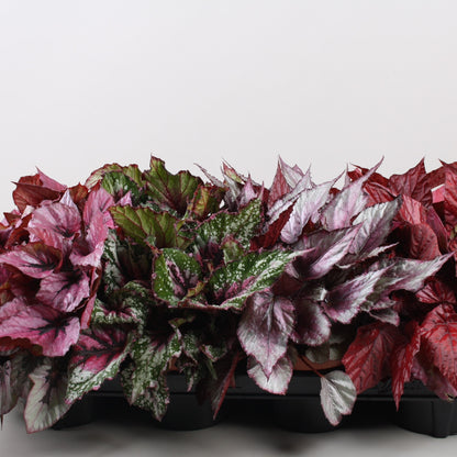 Begonia Beleaf mix / P12-Easy Garden Centre
