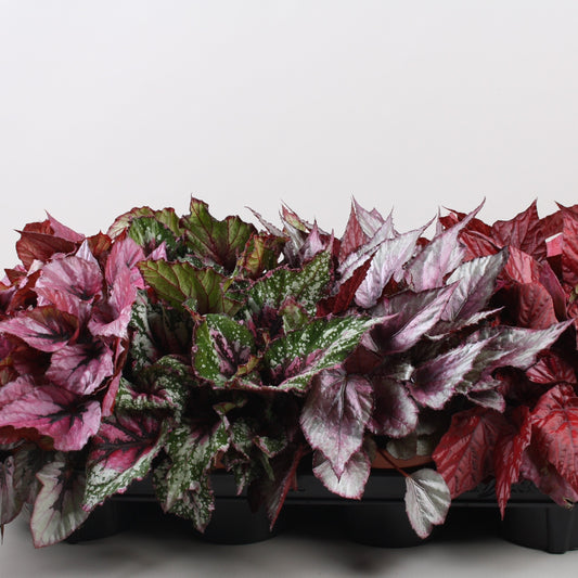 Begonia Beleaf mix / P12-Easy Garden Centre